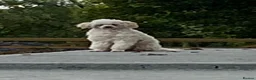 Cockapoo dogs for sale: Adorable well socialised F1 Cockapoo pups - Advert 3
