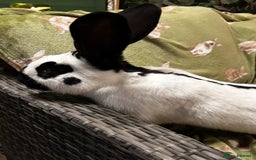 Continental Giant rabbits for sale: Giant Papillon Boy - Image 5