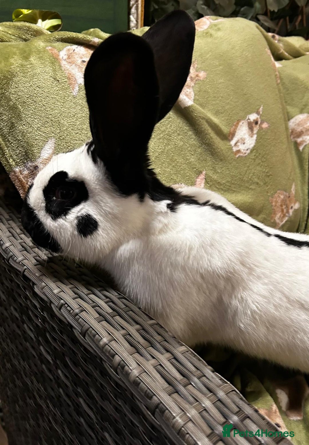 Continental Giant rabbits for sale: Giant Papillon Boy - Image 5