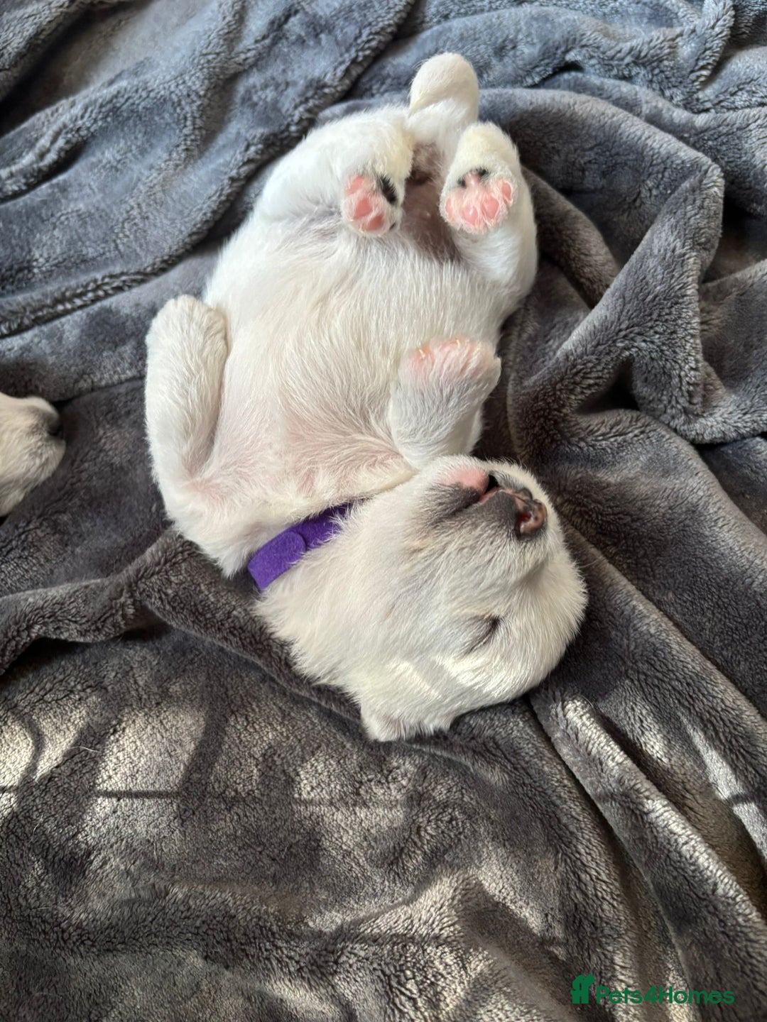 West Highland Terrier dogs for sale: Stunning Hand-Reared Westies – 4 Beautiful Boys - Image 3