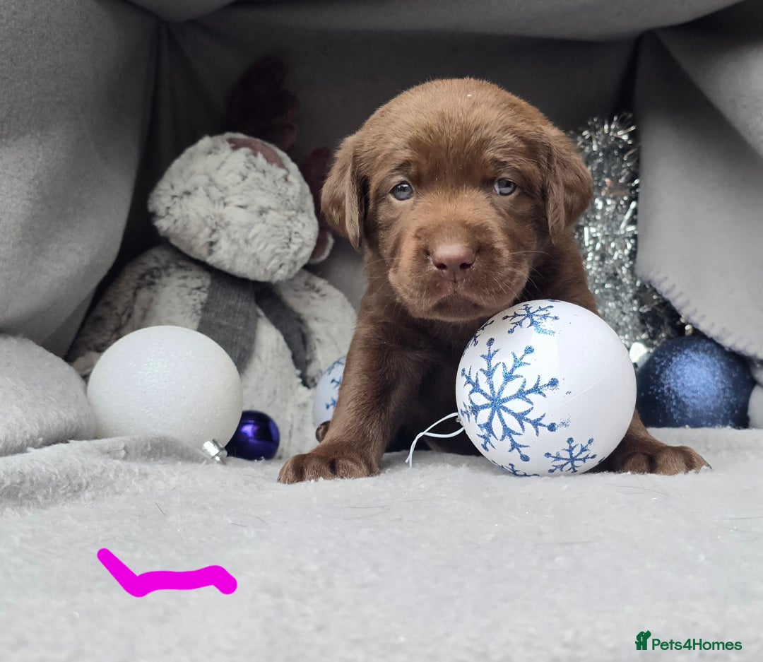 Labrador Retriever dogs for sale: Chunky cute lab pups for sale - Image 17