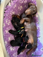 Miniature Dachshund dogs - Advert 5