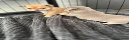 Chihuahua dogs for sale: Chihuahua puppies 2 boys kc registered  - Advert 25
