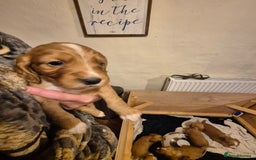 Cocker Spaniel dogs for sale: Beautiful kc working cocker spaniel puppies  - Image 13