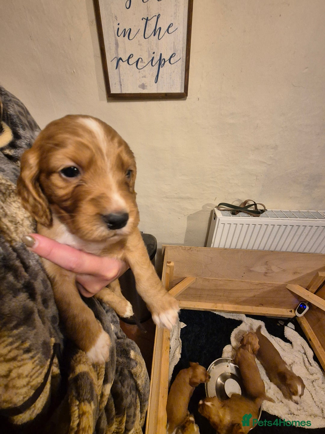 Cocker Spaniel dogs for sale: Beautiful kc working cocker spaniel puppies  - Image 13