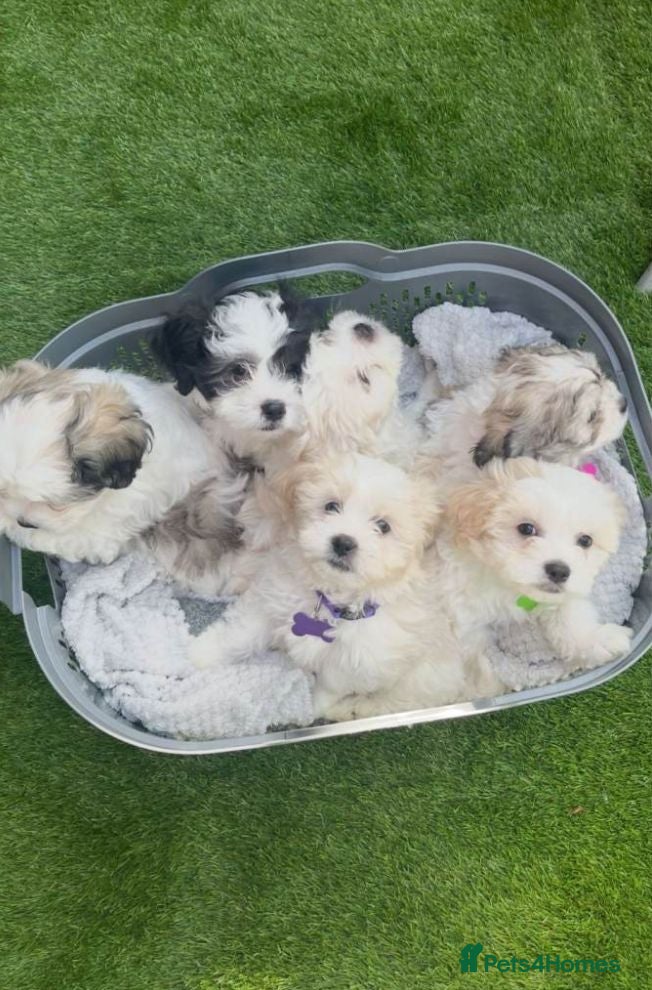 Maltipoo dogs Beautiful Maltipoo Puppies Available for homes - Advert 8
