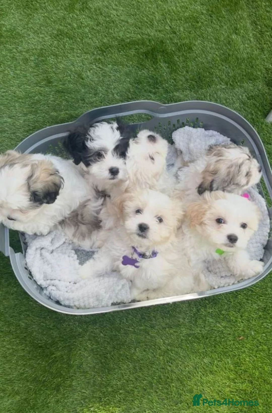 Maltipoo dogs for sale: Beautiful Maltipoo Puppies Available for homes in Sheffield - Advert 1