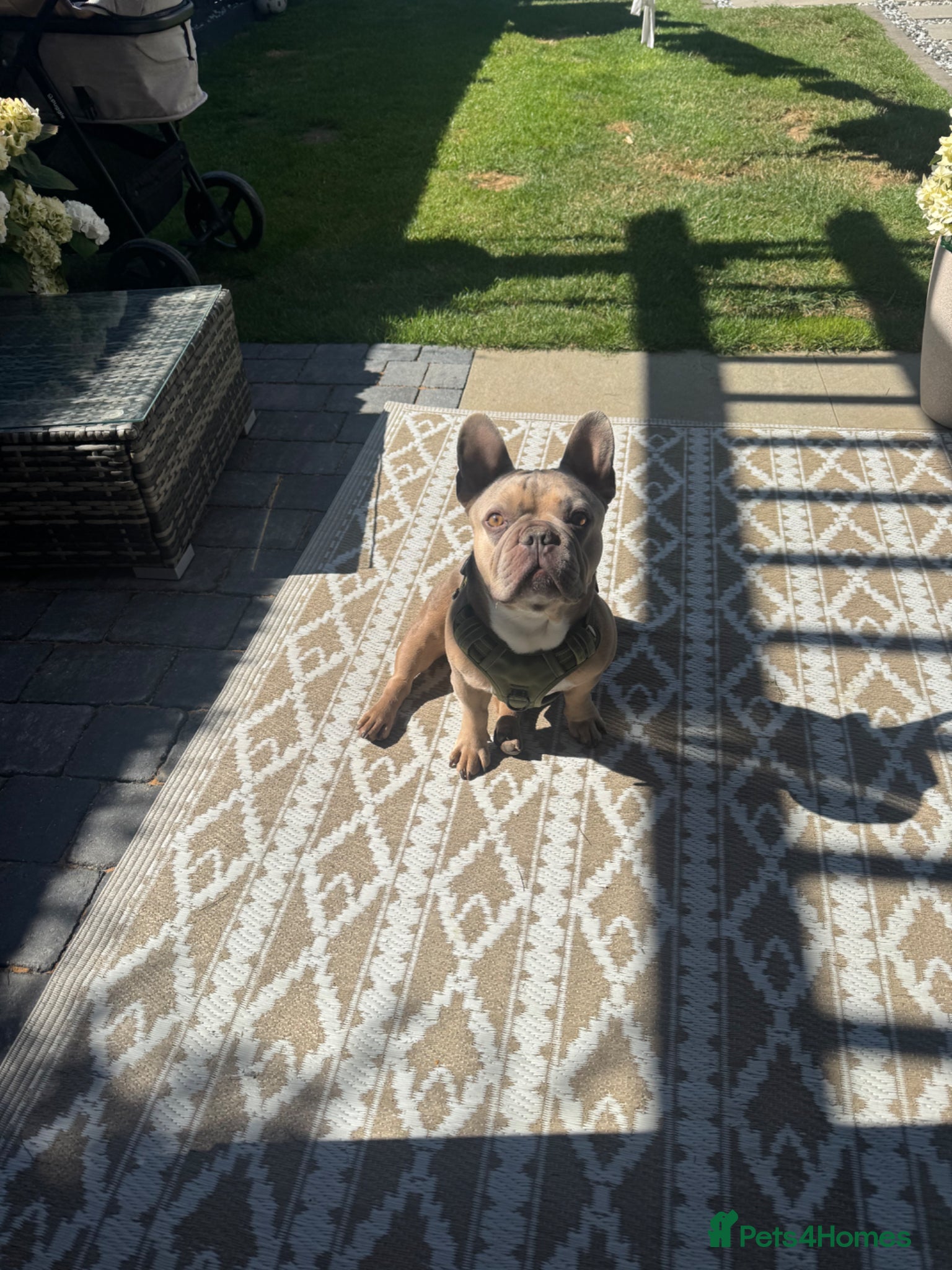 French Bulldog dogs Rocco 🐾 - Advert 2
