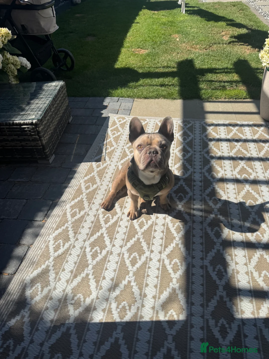 French Bulldog dogs for sale: Rocco 🐾 - Advert 1