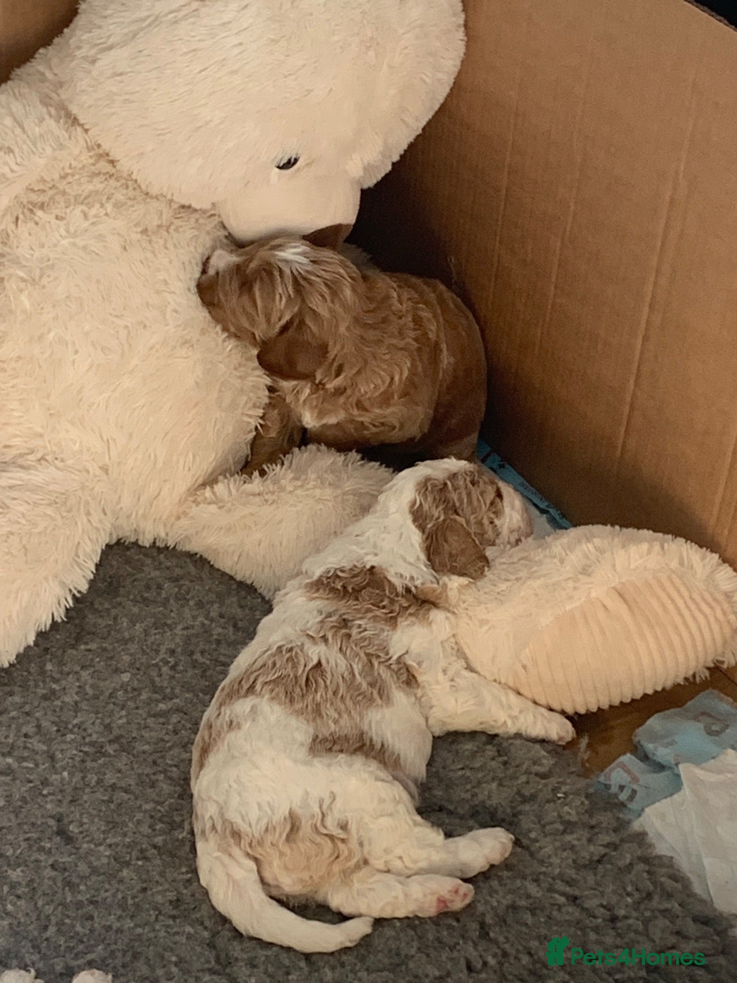 Goldendoodle dogs 🌟Premium Multi-Gen Doodle Puppies – Rare Colours  - Advert 13