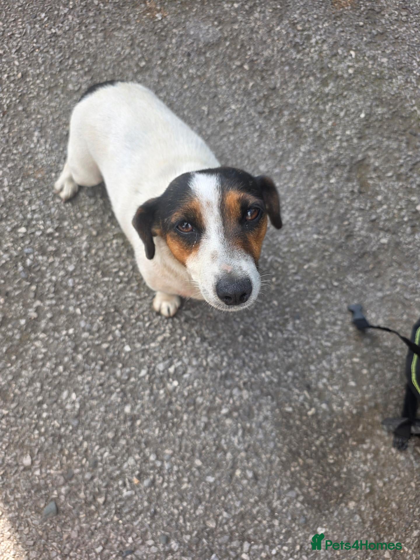 Jack Russell dogs Jack Russels  - Advert 1