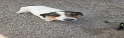Jack Russell dogs for sale: Jack Russels  - Advert 1