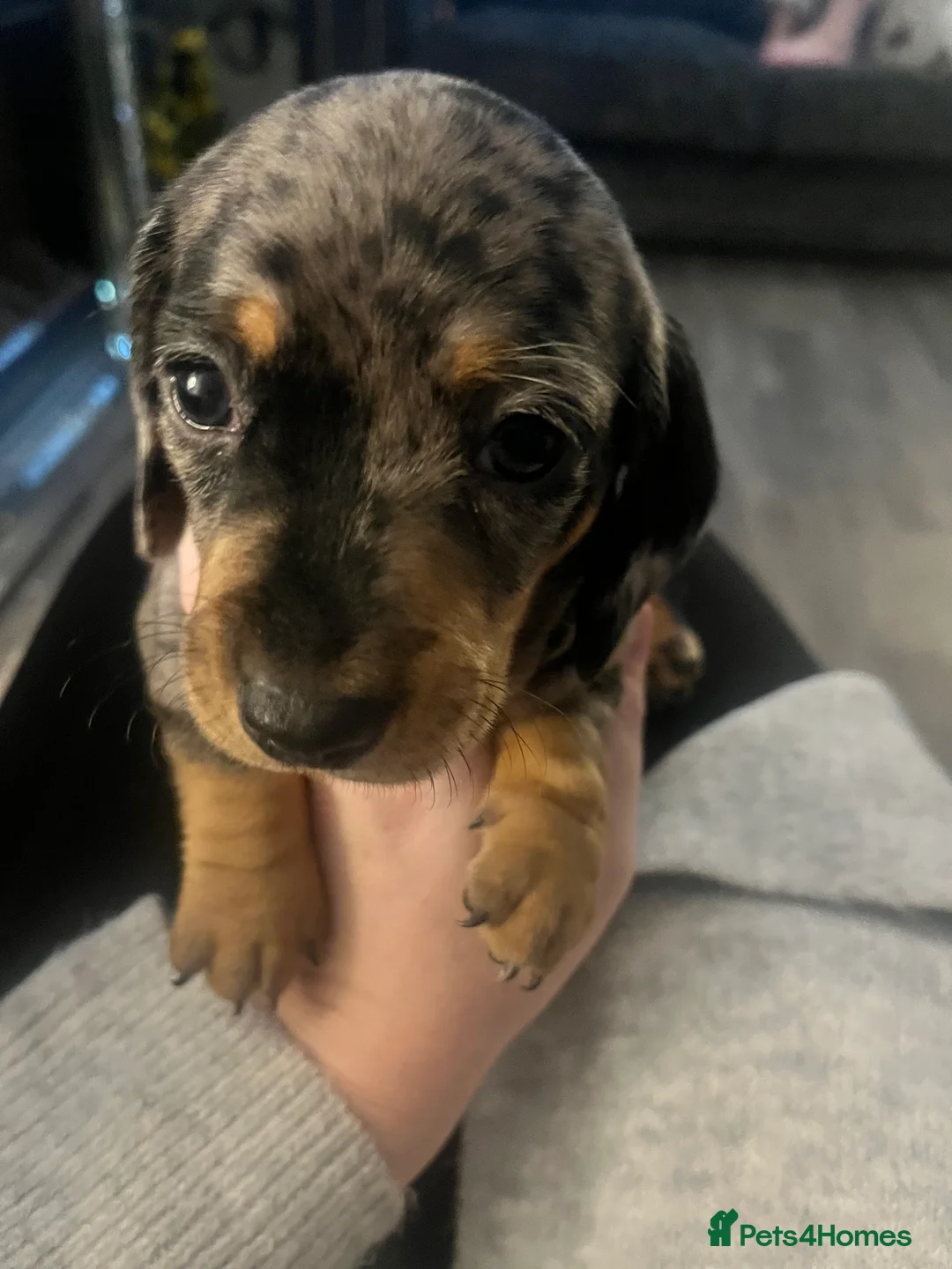 Miniature Dachshund dogs for sale: Minature Dachshunds  - Advert 17