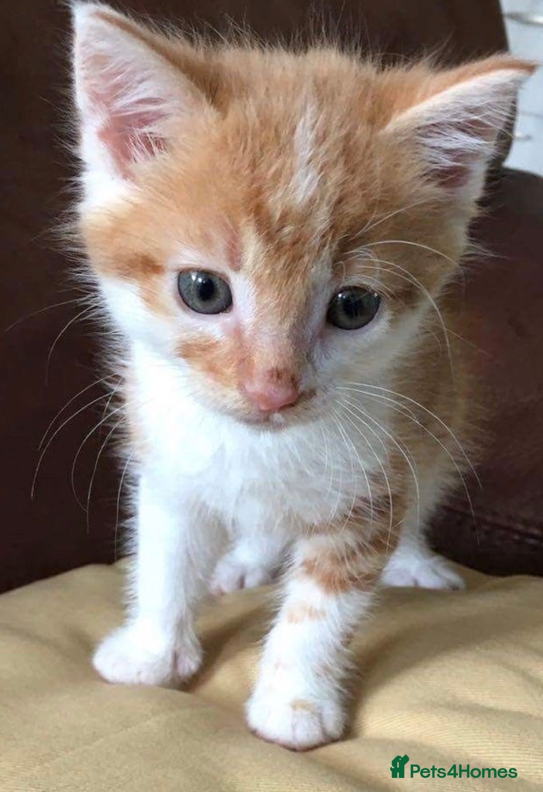 Mixed Breed cats for sale: Cute  kittens (8 weeks old) - Image 1