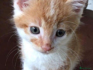 Mixed Breed cats for sale - Advert 1