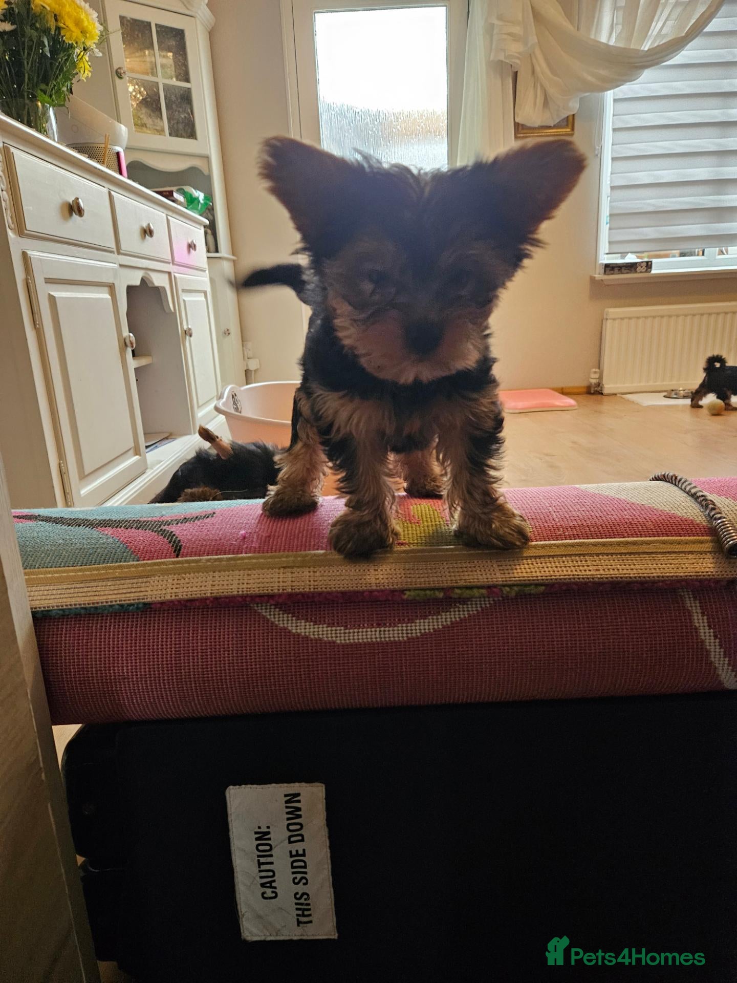 Yorkshire Terrier dogs Beautiful Yorkshire Terrier Puppy –Lola 🐾💗 - Advert 5