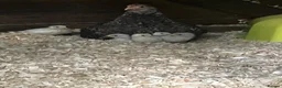 Chickens poultry for sale: 6 bantam chicks for sale  - Advert 1