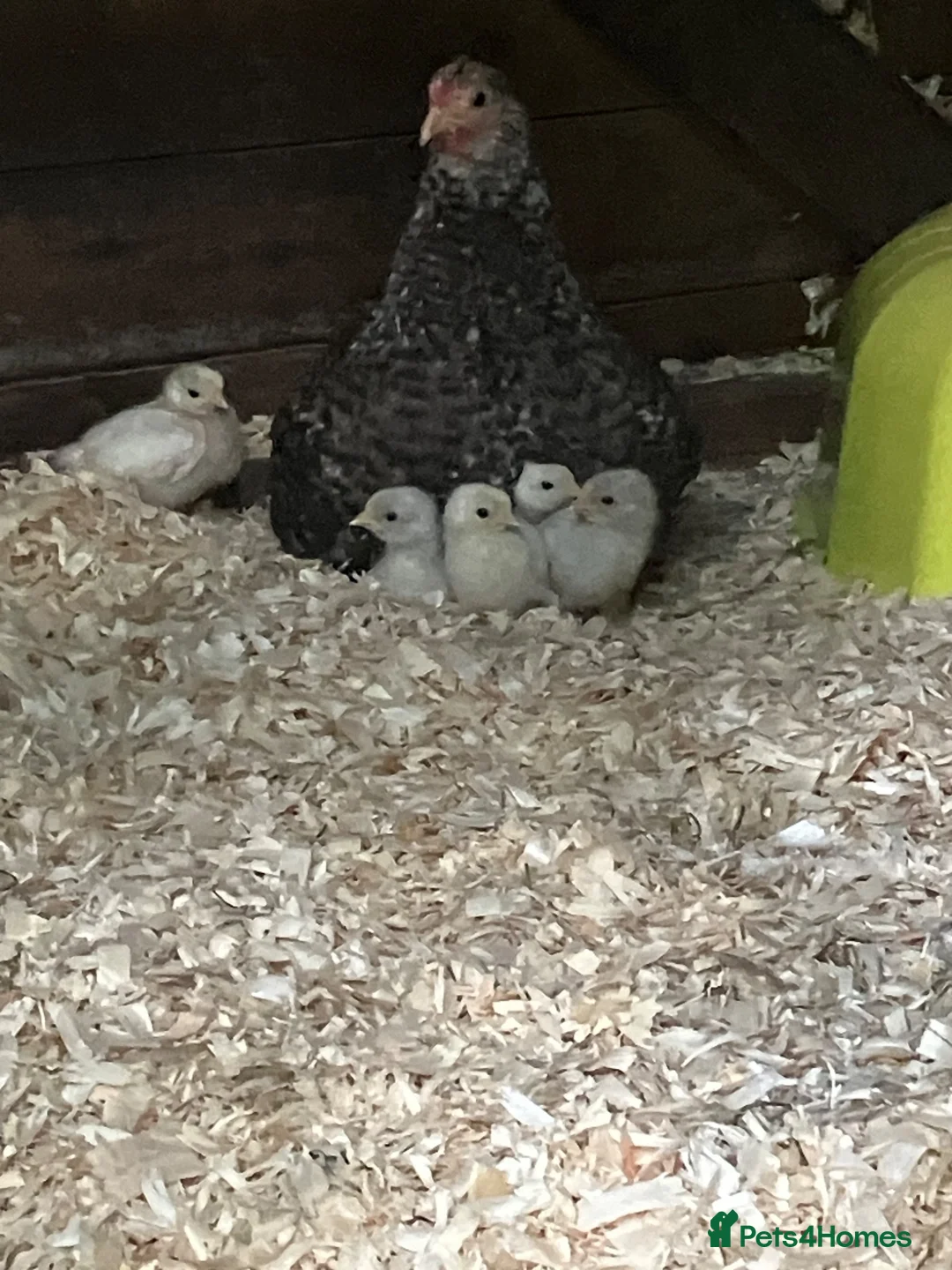 Chickens poultry for sale: 6 bantam chicks for sale  - Advert 1