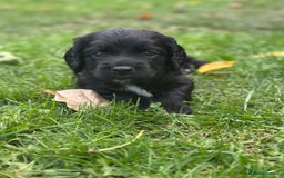 Cocker Spaniel dogs for sale: Cocker Spaniel Puppies looking for the best homes - Image 27