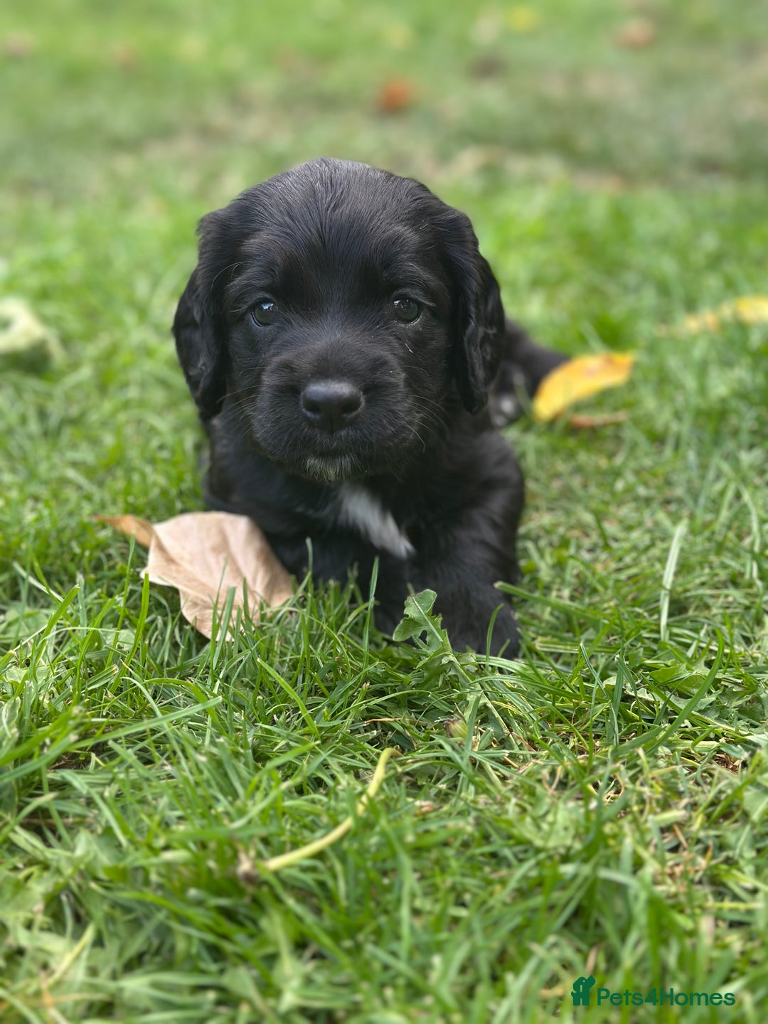 Cocker Spaniel dogs for sale: Cocker Spaniel Puppies looking for the best homes - Image 27