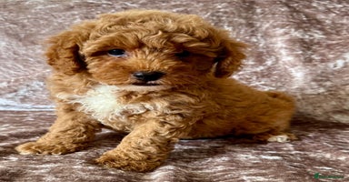 Maltipoo dogs - Advert 11