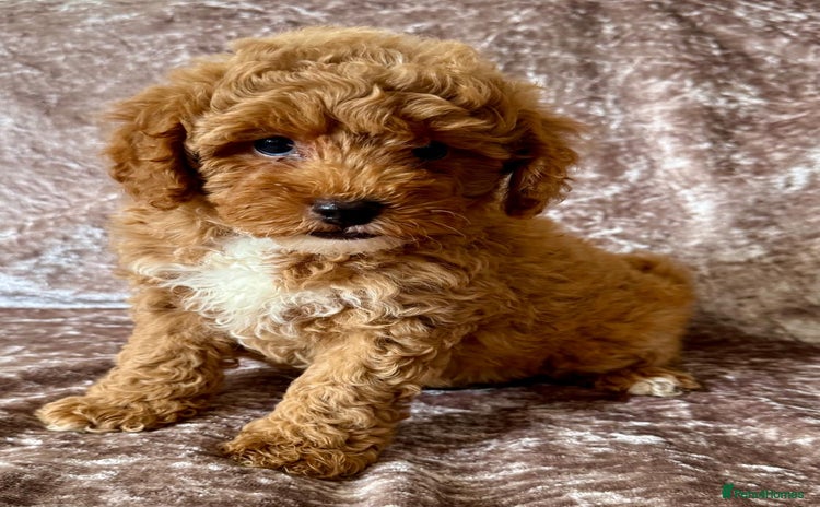 Maltipoo dogs - Advert 10