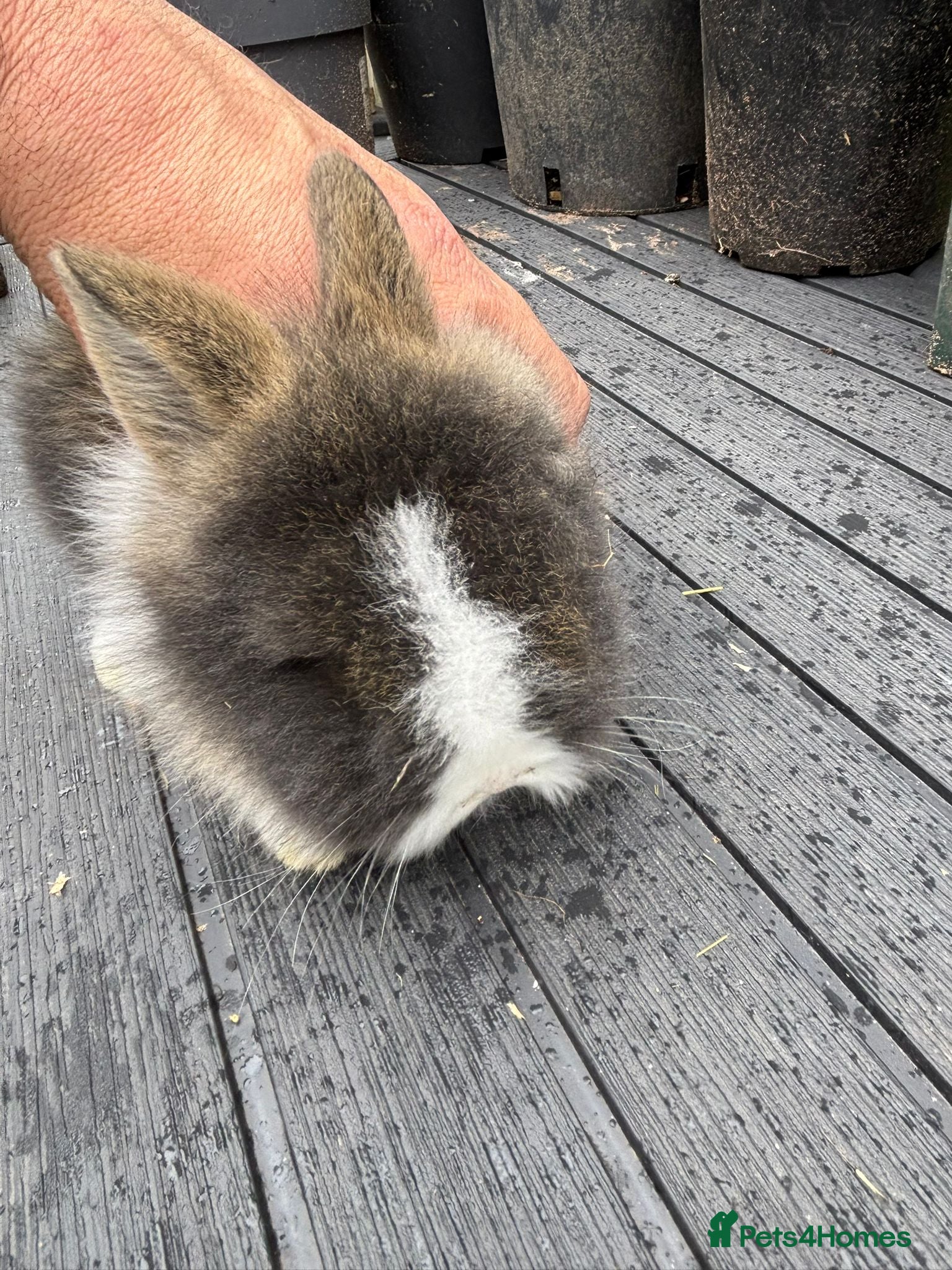 Lionhead rabbits Double Main Lionhead Baby Girl Bunny - Advert 15