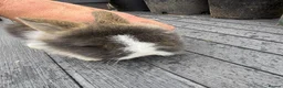 Lionhead rabbits for sale: Double Main Lionhead Baby Girl Bunny - Advert 1
