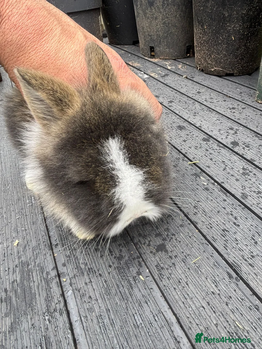 Lionhead rabbits for sale: Double Main Lionhead Baby Girl Bunny - Advert 1