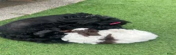 Shih Tzu dogs for sale: Delightful Imperial Shihtzu in Dronfield - Advert 10