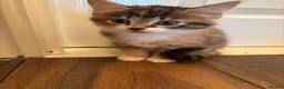 Mixed Breed cats for sale: 2 female kittens for sale - Advert 4