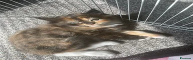 British Longhair Kitten 2