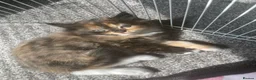 British Longhair cats for sale: 6 loved kittens  - Advert 26
