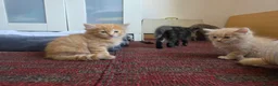 Mixed Breed cats for sale: 3 beautiful ginger boys  - Advert 3