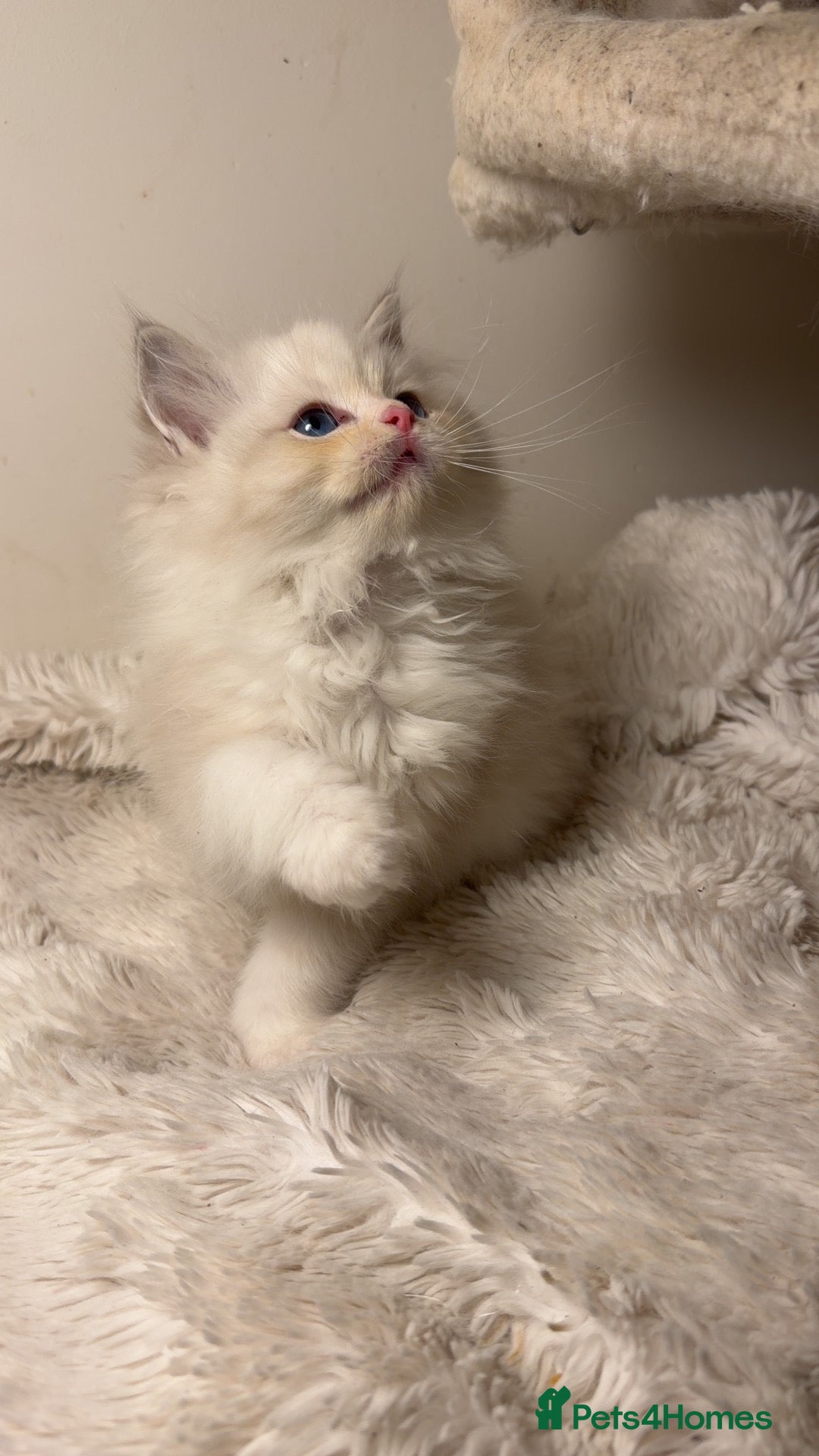 Ragdoll cats for sale: European Ragdoll bi colour  - Advert 3