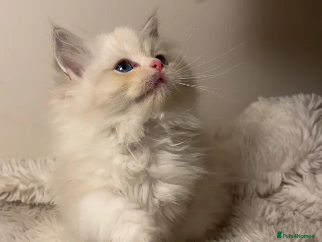 Ragdoll cats for sale: European Ragdoll bi colour - Advert 3