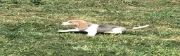 Beagle dogs for sale: STUNNING KENNEL CLUB REG BEAGLE PUPPIES - Advert 9