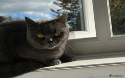 British Shorthair cats for sale: BRITISH SHORTHAIR FOR SALE  - Image 3