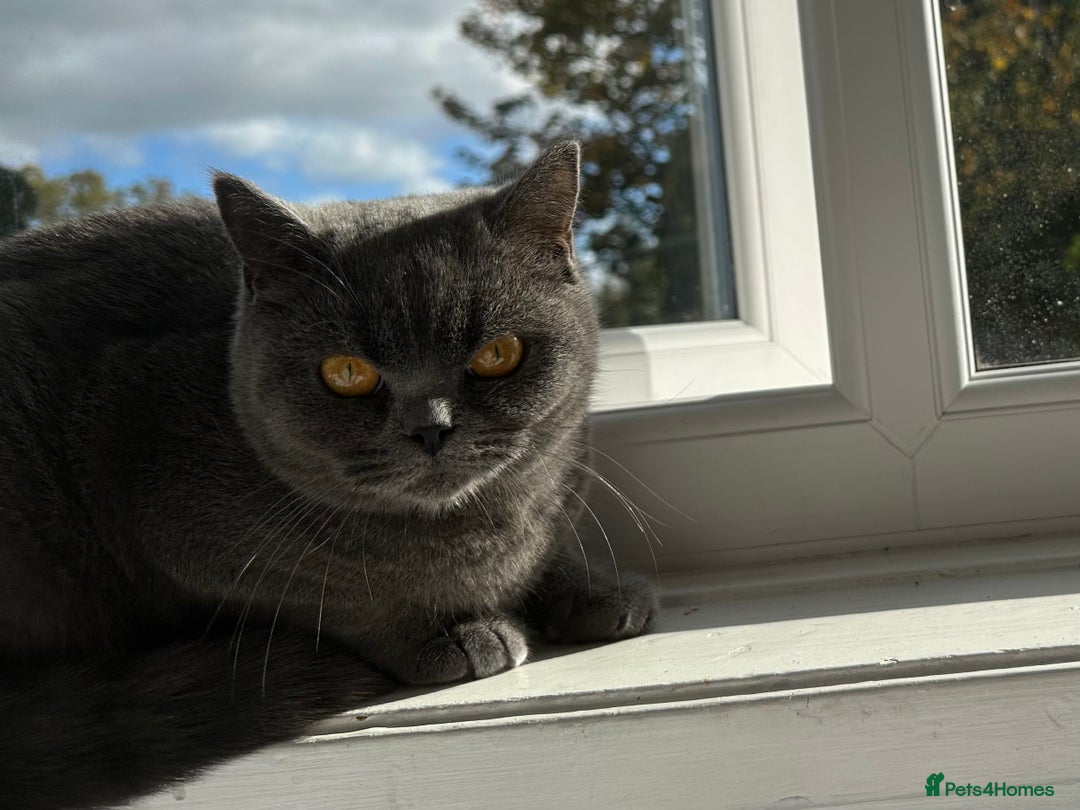 British Shorthair cats for sale: BRITISH SHORTHAIR FOR SALE  - Image 3