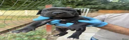 Presa Canario dogs for sale: World class presa canarios  - Advert 13
