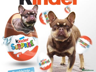 French Bulldog dogs in Haywards Heath - Advert 26