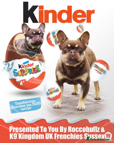 French Bulldog dogs in Haywards Heath - Advert 1