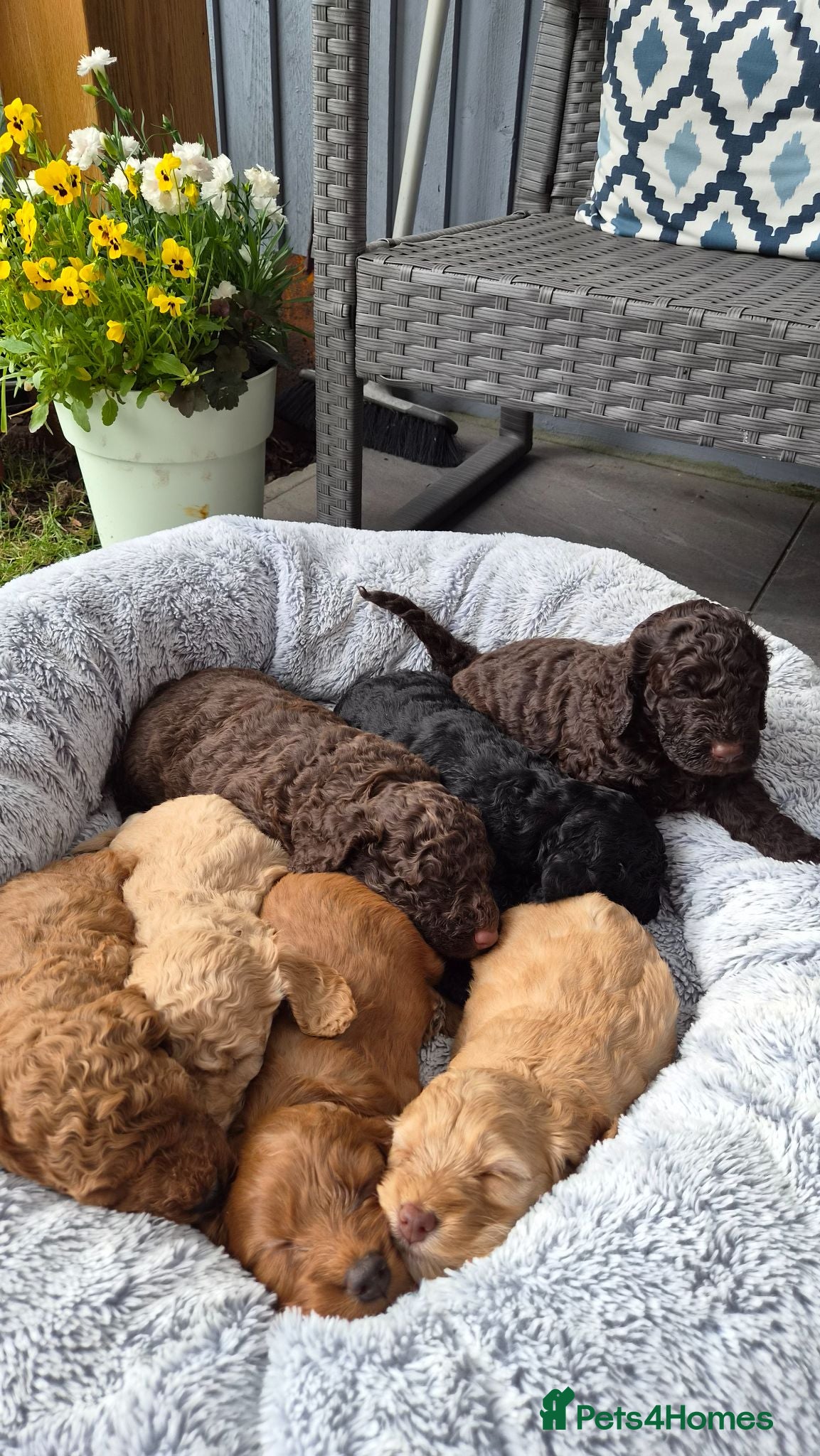 Cockapoo dogs Gorgeous Cockapoo Puppies Available forReservation - Advert 2
