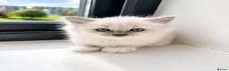 Ragdoll cats for sale: 🫶🏻Stunning Ragdoll Kittens–Ready to Reserve Now - Advert 8
