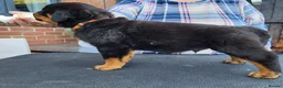 Rottweiler dogs for sale: Kc Show Quality male puppy - Advert 1
