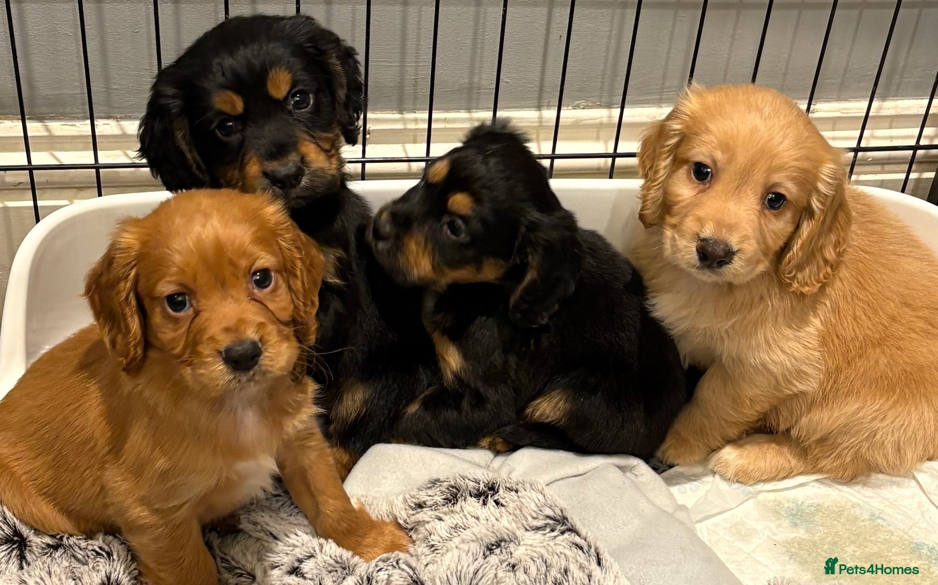Cocker Spaniel dogs Beautiful working cocker spaniels  - Advert 1