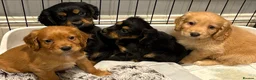 Cocker Spaniel dogs for sale: Beautiful working cocker spaniels  - Advert 1