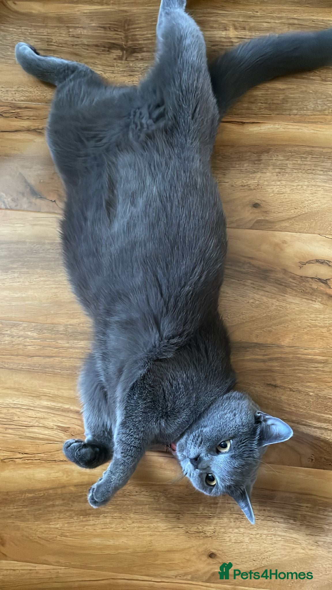 British Shorthair cats  Beautiful Female British Shorthair Kitten - Advert 1