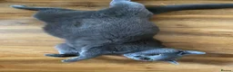 British Shorthair cats for sale:  Beautiful Female British Shorthair Kitten - Advert 1