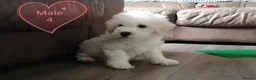 Bichon Frise dogs for sale: Bichon Frise Bichons - Advert 3